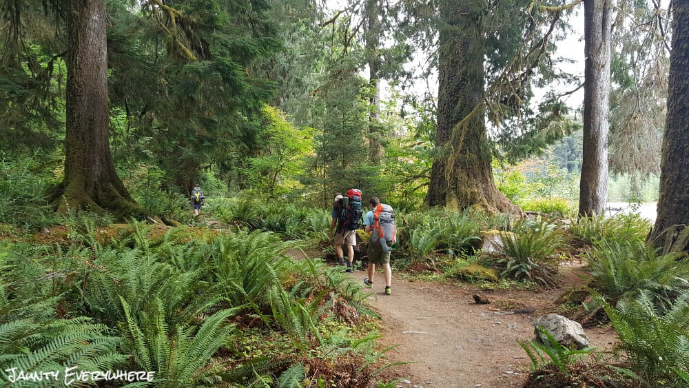 hiking trail in the Hoh Rainforest 