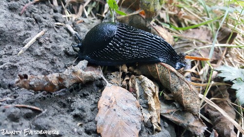 slug