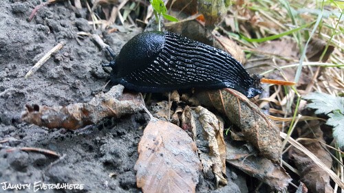 black slug in the Hoh Rainforest
