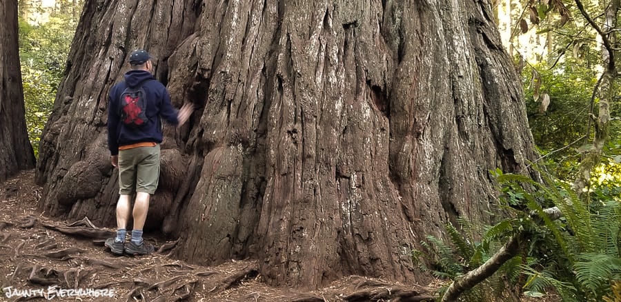 Base of a Redwood tree in Redwood National Park