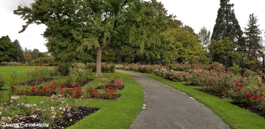 Rose garden path in Alton Baker Park, Eugene, OR