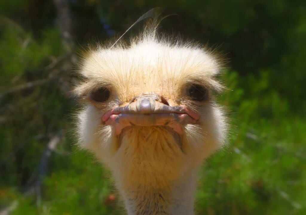 Ostrich making a cranky face