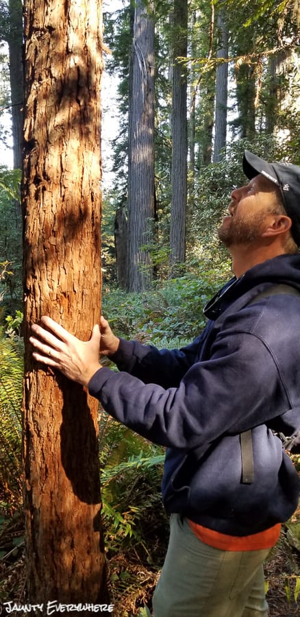 Touching the trunk of a baby redwood tree in Redwoods National Park
