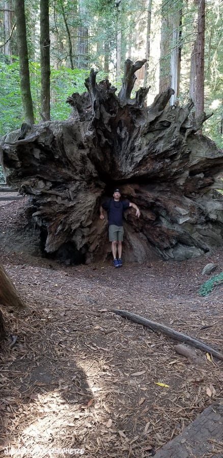 Uprooted Redwoods Tree on Stout Grove Trail in Jedidiah Smith State Park 