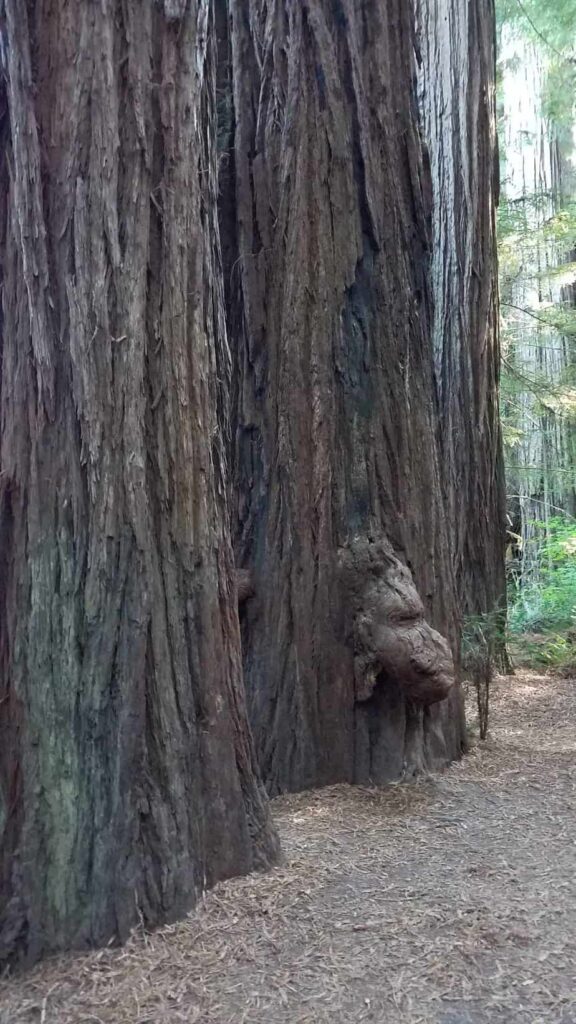 Lions Head Burl on a Redwood National Forests in Jedidiah Smith State Park 