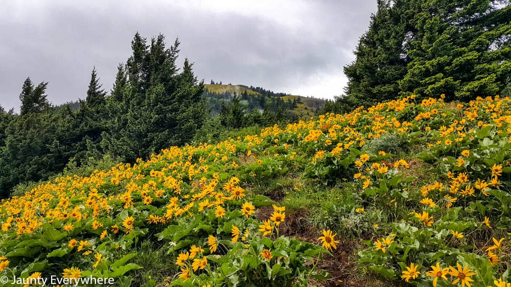 Wildflowers on Dog Mountain in May