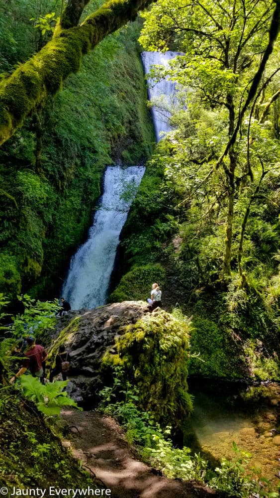 greenery surrounding a waterfall