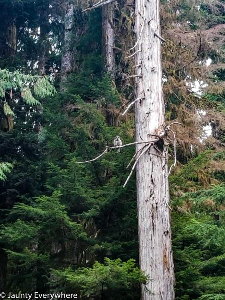 owl in a tree in Olympia National Park 