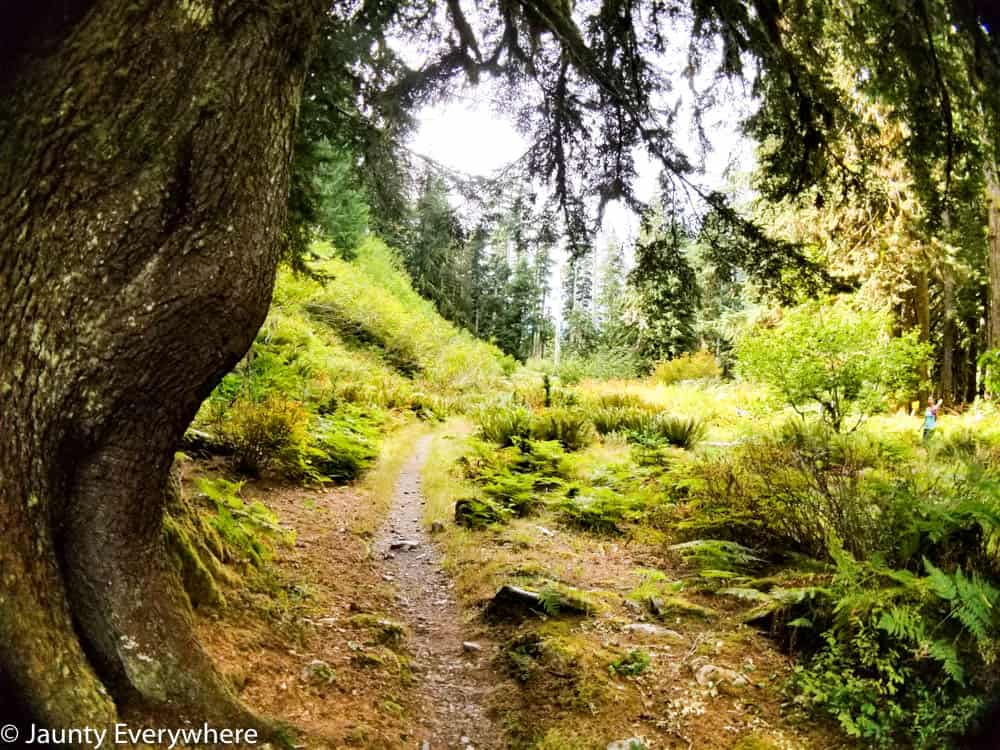 verdant hiking trail in Olympic National Park 