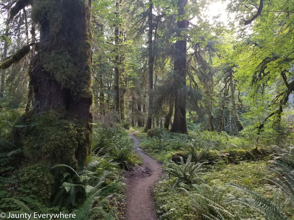 Winding trail in a very green forest. 