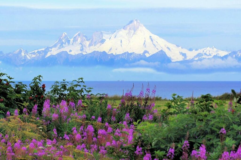 Mountain in Alaska, wildflowers in the foreground