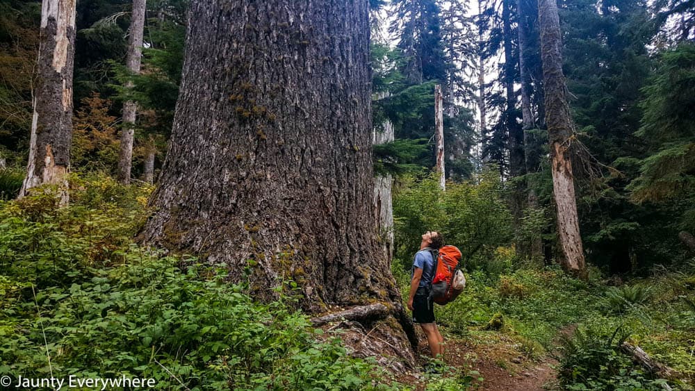 Jordan Stanton looking up at old growth tree in the forest. 