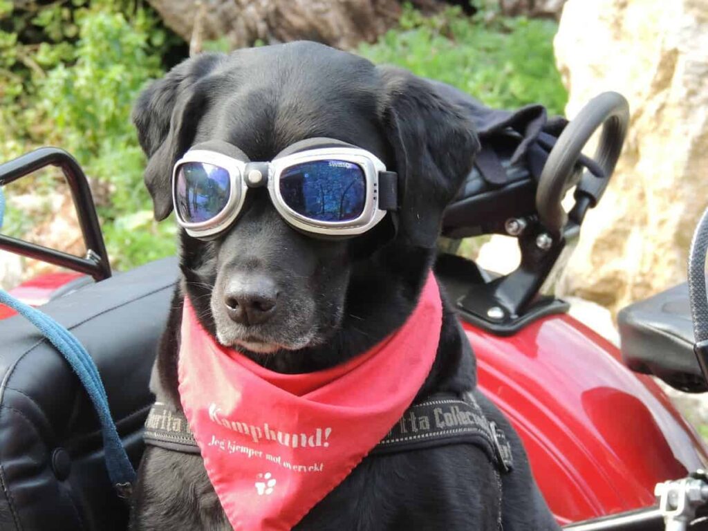 dog with goggles and a red bandana riding in a motorcycle sidecar