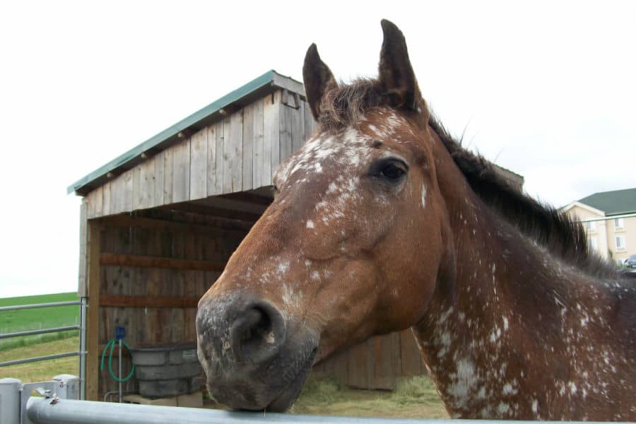 Beautiful Appaloosa horse close up, standing at the gate with a wooden shelter in the background 