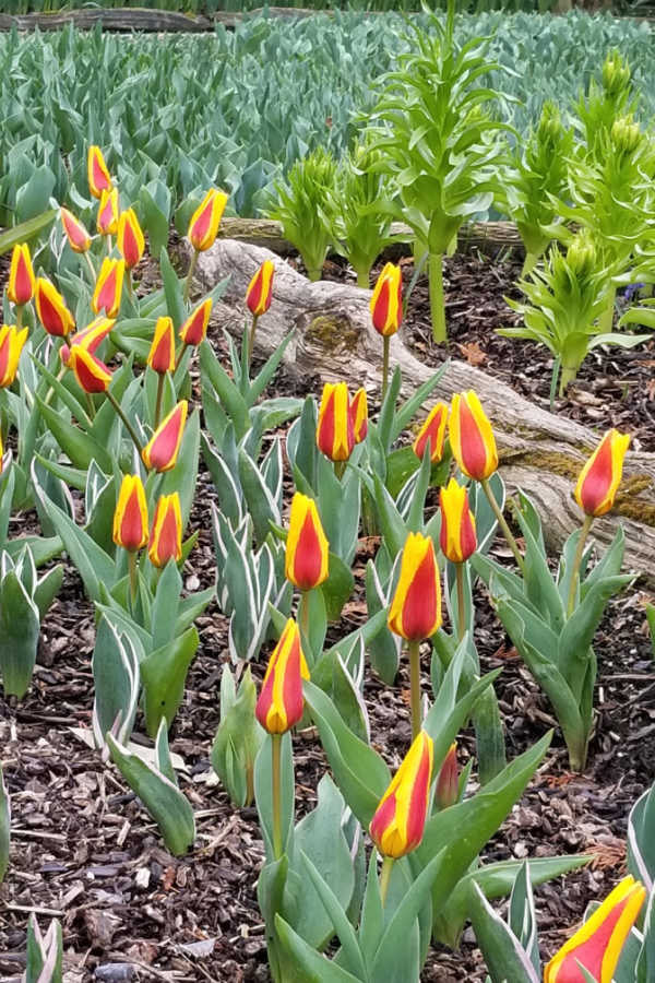 yellow and orange striped tulips