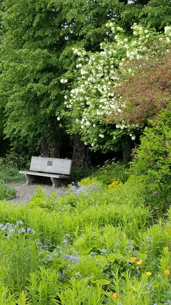 bench surrounded by garden plants at Lawson Gardens