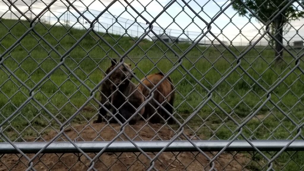 two grizzly bears playing at the WSU bear research center