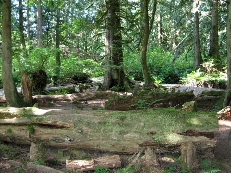 green oasis in Cliff Gilker Park in Roberts Creek BC