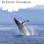 Pinterest pin about travel to the Sunshine Coast of BC