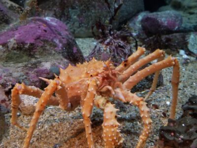 Monterey Bay Aquarium crab in the tank