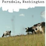 Pinterest pin about travel to Ferndale, WA