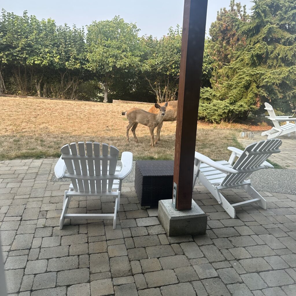 deer grazing in the grass near the patio, 2 white Adirondack chairs in the foreground