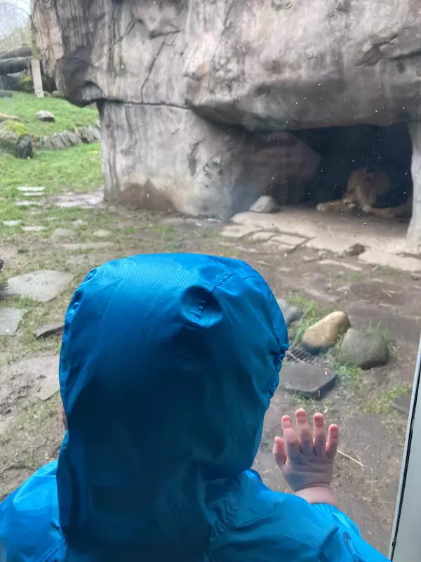 watching the lions sleep at the Oregon Zoo
