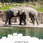 Pinterest pin about a family travel guide to the Oregon Zoo