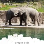 Pinterest pin about a family travel guide to the Oregon Zoo