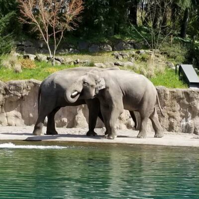 elephants cuddling next to each other at the Oregon Zoo