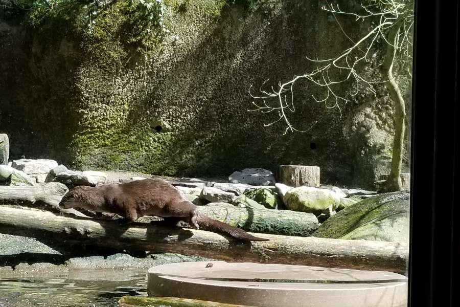 otter posing at the Oregon Zoo