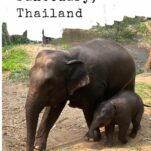 Pinterest pin about Tawan Elephant Sanctuary in Thailand