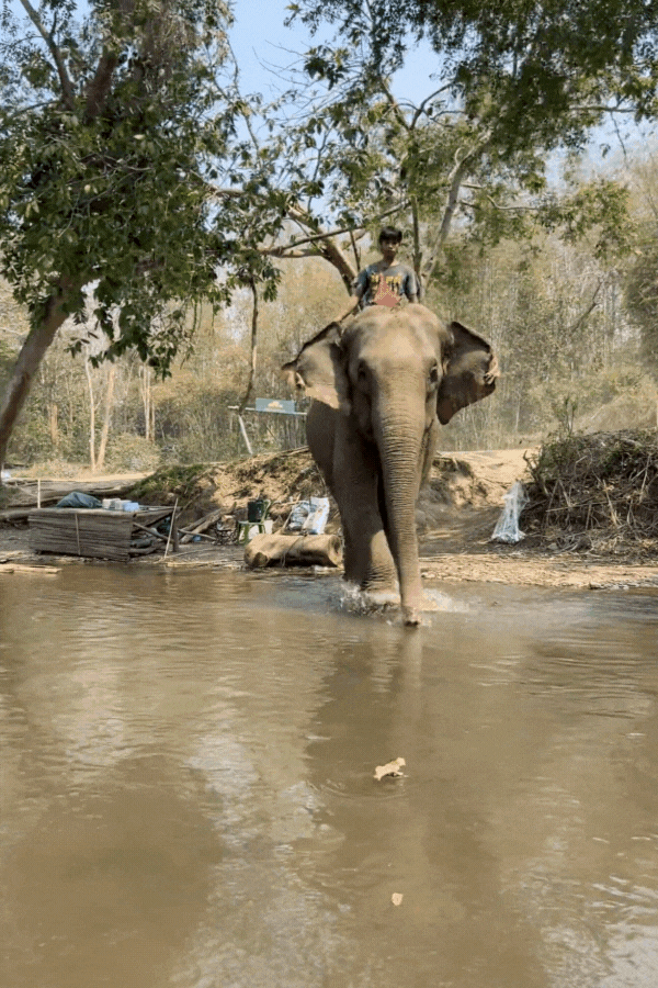 Video of an elephant giving us a shower with its trunk