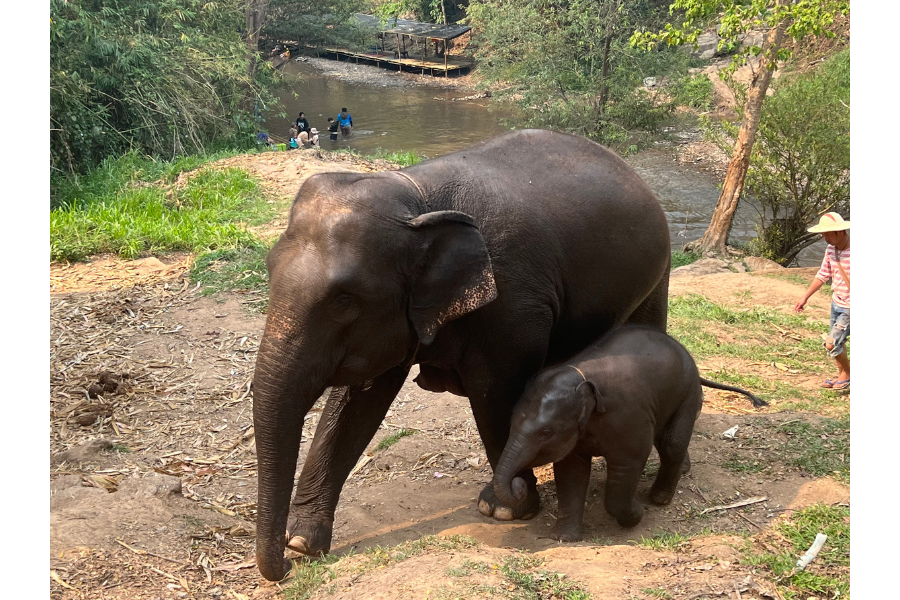 Mama and baby elephant at the Tawan Elephant Sanctuary, Chang Mai Thailand