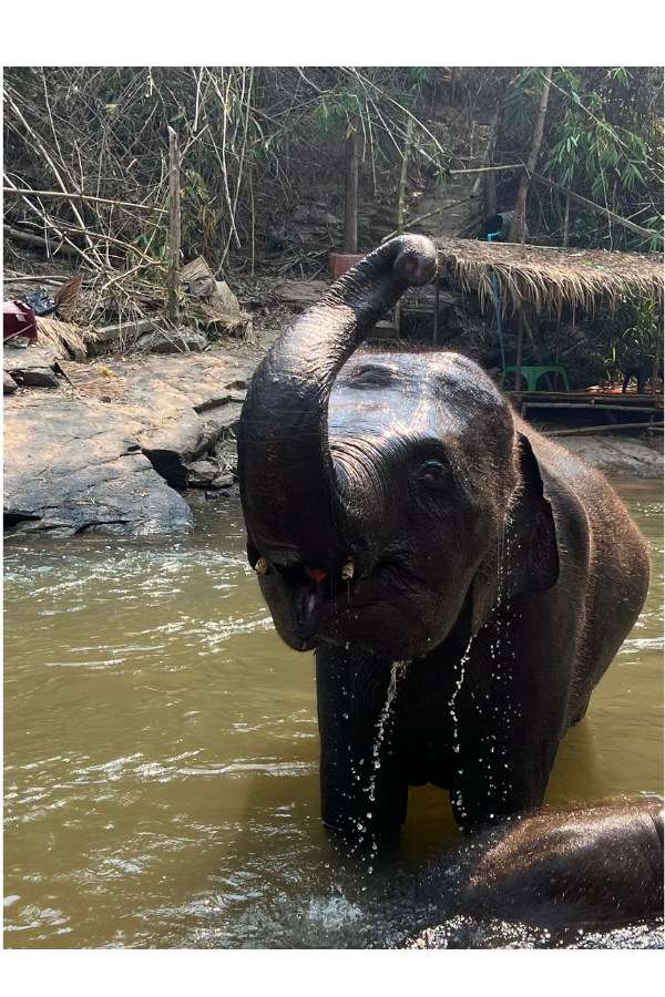 Elephant spraying water over it's own back while bathing in the river with her baby