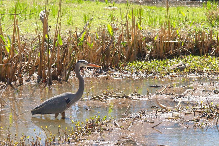 a blue heron standing in a pond