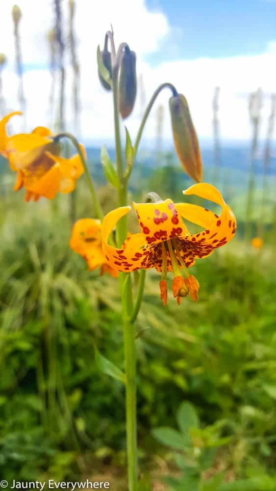 a wildflower on Silver Star Mountain
